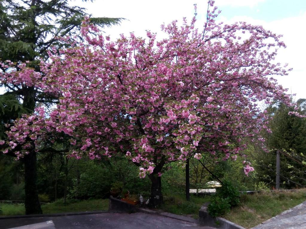 Quinta Das Leiras Santo Tirso Extérieur photo